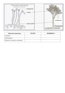Пр.р.4.Плесневые грибы