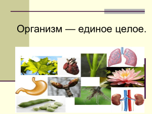 5 кл  Организм-единое целое 