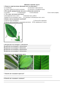 5 класс Контрольная работа внешнее строение листа