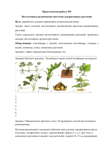 Практическая работа "вегетативное размножение" 