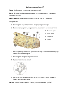 Лабораторная №7 грибы