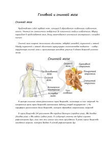 Головной и спинной мозг