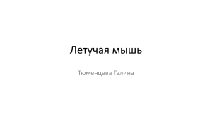 летучая мышь