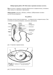 ИЗУЧЕНИЕ СТРОЕНИЯ ПОЛОВЫХ КЛЕТОК