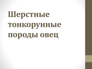 Шерстные тонкорунные породы овец