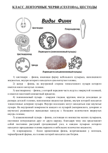 КЛАСС ЛЕНТОЧНЫЕ ЧЕРВИ