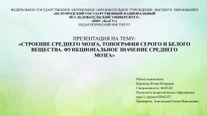 Презентация на тему Строение среднего мозга, топография серого и белого вещества. Функциональное значение среднего мозга